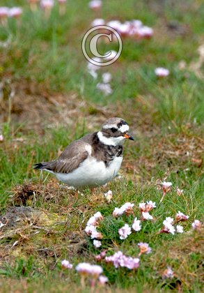 Ringed Plover DM1097